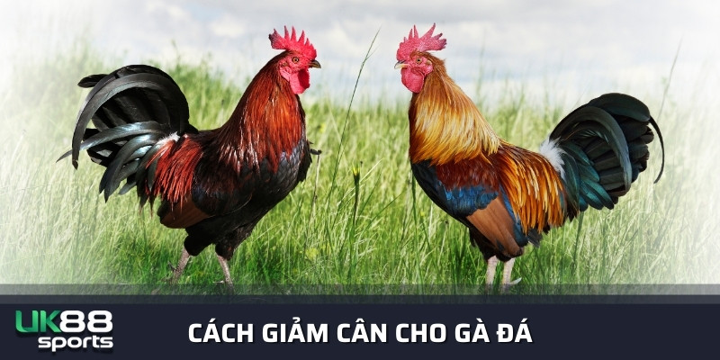 Cách Giảm Cân Cho Gà Đá Anh Em Sư Kê Nên Biết Để Áp Dụng