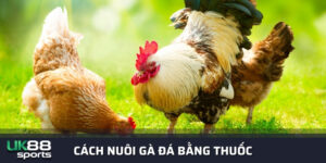 Cách nuôi gà đá bằng thuốc hiệu quả – Nhà cái Uk88