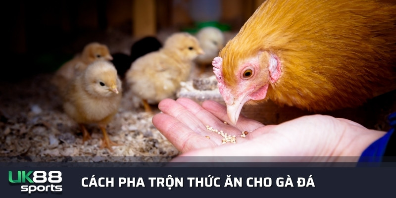 Cách pha trộn thức ăn cho gà đá giàu dinh dưỡng uk88 2024