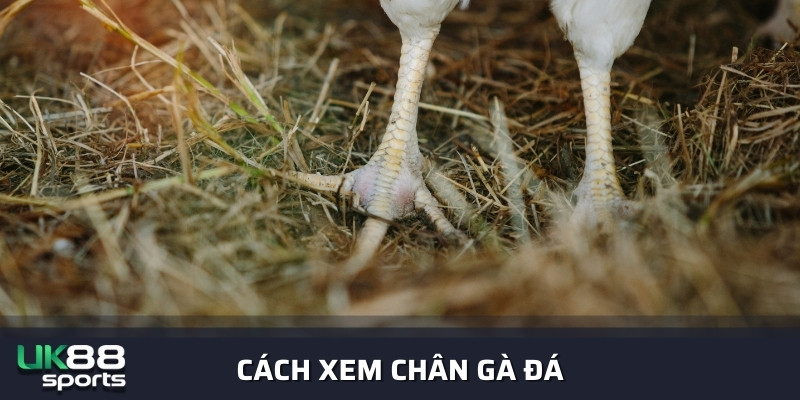 Cách xem chân gà đá theo kinh nghiệm sư kê lão làng uk88